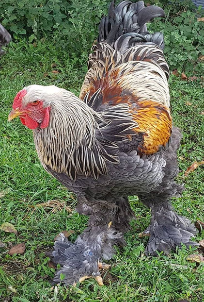  - a__Pui si tineret brahma 2018