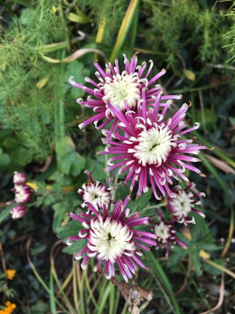 CC152ADE-5AD9-401F-937F-EAA8B50C3A37 - Crizanteme 2018