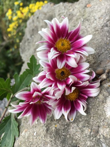 C95263E1-D0AB-4D86-8292-881F20A866C6 - Crizanteme 2018