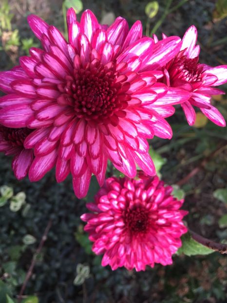 DC68C85B-541C-4052-88C0-B6F3BC7E7F78 - Crizanteme 2018