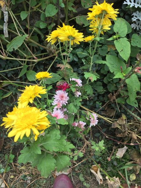 0EE6D7DC-9CE9-4CE8-B989-39530D43C43C - Crizanteme 2018