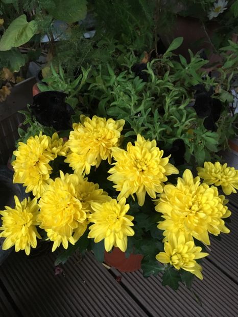 B453159A-9785-477A-937C-CB700C7F8593 - Crizanteme 2018