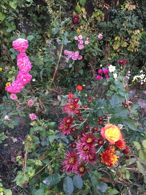 454C7B91-84DC-437F-BB55-E56C25CD665F - Octombrie