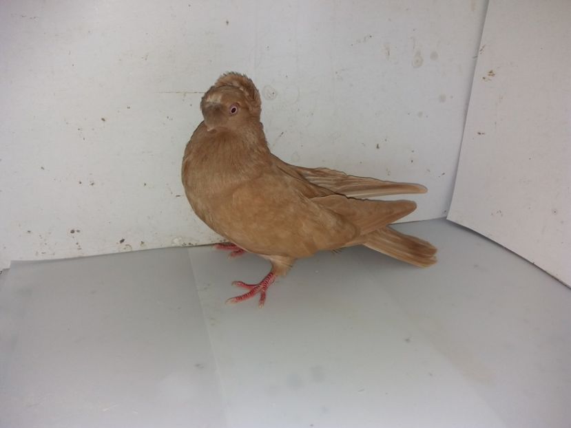 7115  femelă  2018_1 - pui 2018 BM