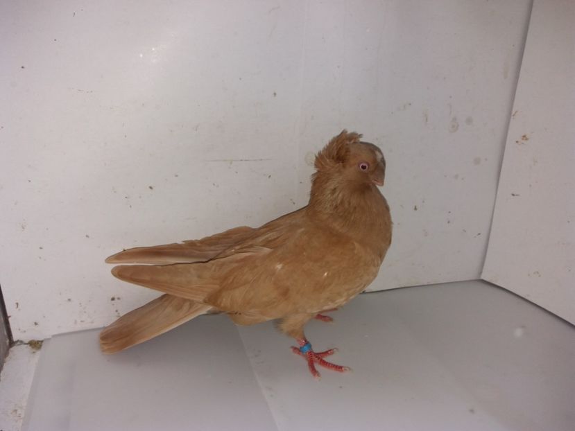 7115  femelă  2018_3 - pui 2018 BM