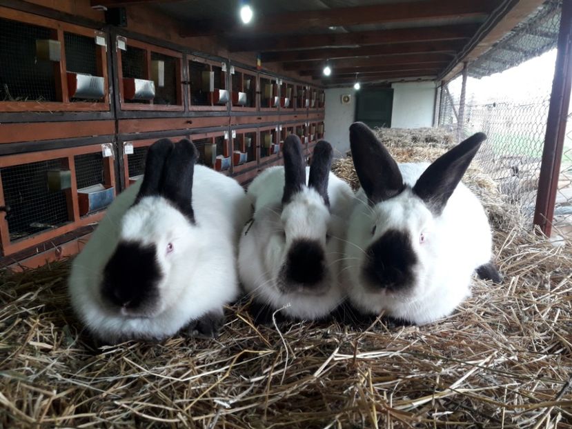  - A-IEPURI CALIFORNIENI