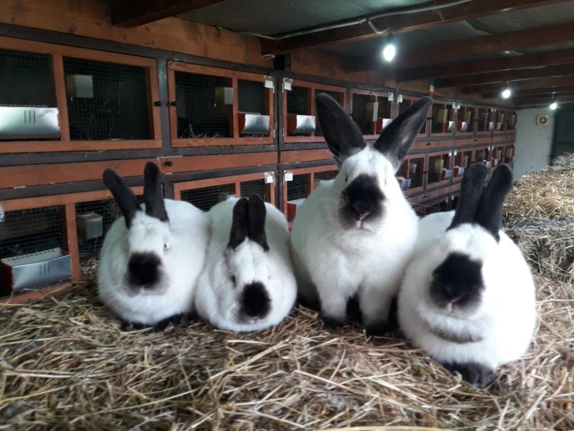  - A-IEPURI CALIFORNIENI