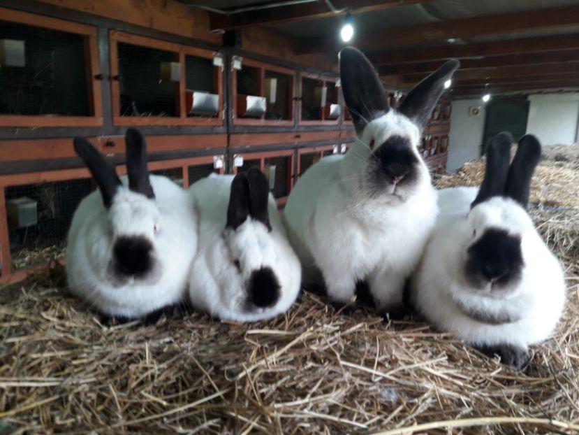  - A-IEPURI CALIFORNIENI