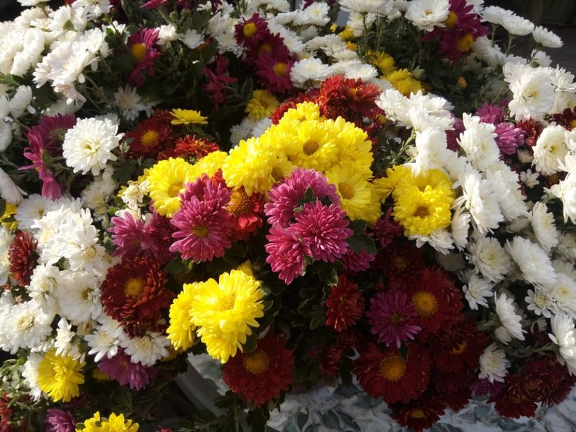  - Flori de PRIMAVARA-VARA -2018