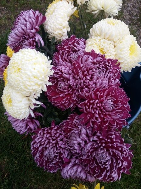  - Flori de PRIMAVARA-VARA -2018