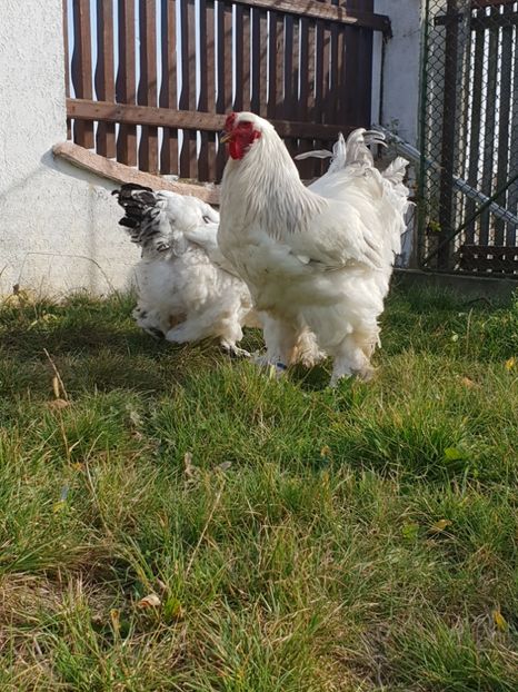  - Brahma herminat deschis 2018