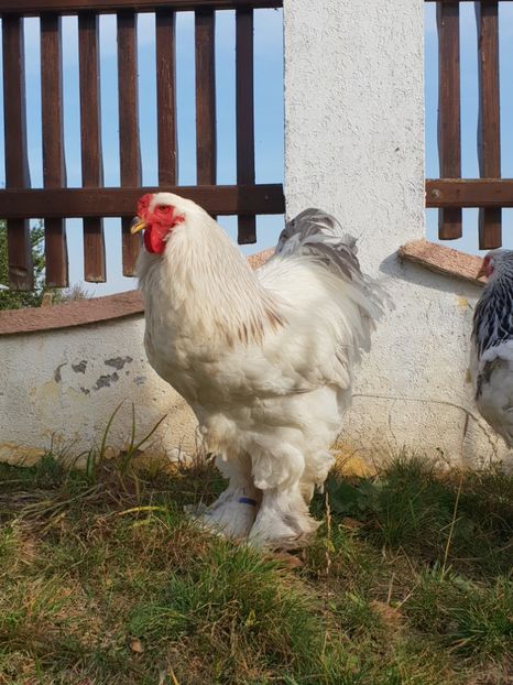 20181030_110128(0) - Brahma herminat deschis 2018