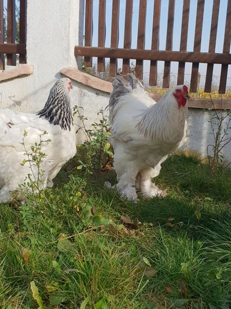  - Brahma herminat deschis 2018