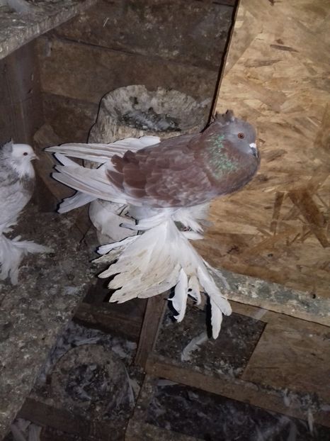  - Porumbei care  nui mai detin