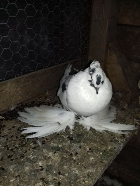  - Porumbei care  nui mai detin