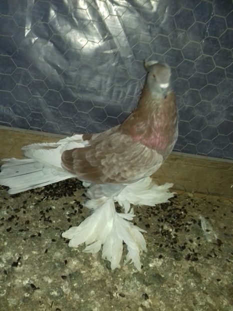  - Porumbei care  nui mai detin