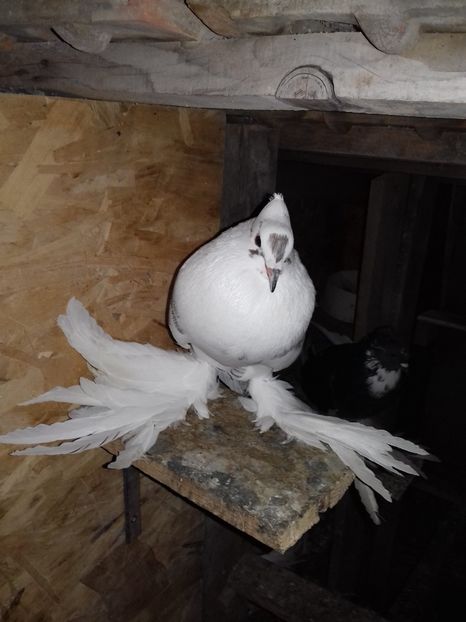  - Porumbei care  nui mai detin