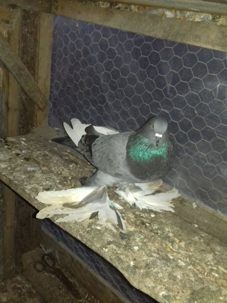  - Porumbei care  nui mai detin