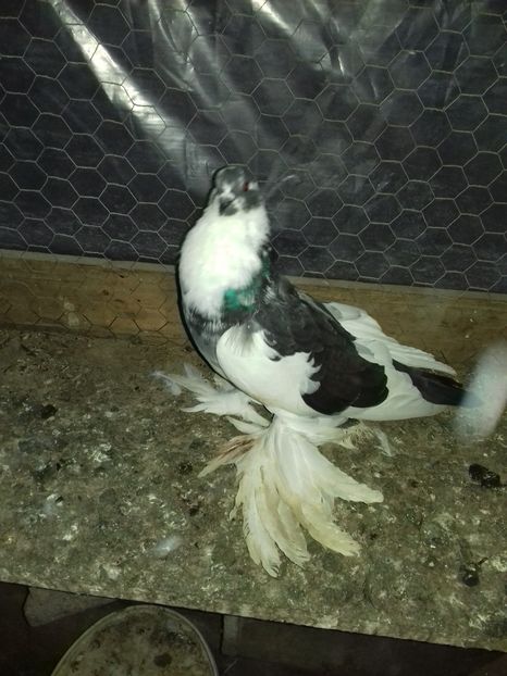  - Porumbei care  nui mai detin