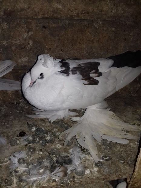  - Porumbei care  nui mai detin