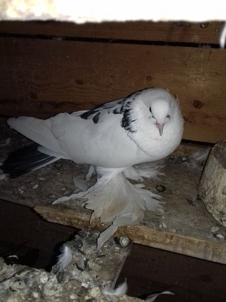  - Porumbei care  nui mai detin