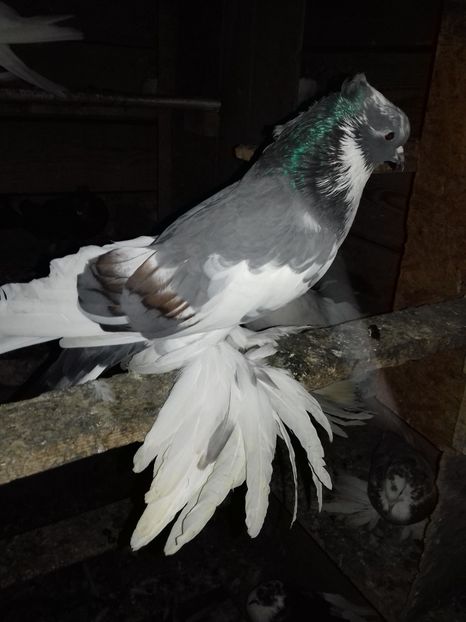  - Porumbei care  nui mai detin