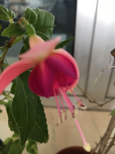 A8D0602D-00EC-43C9-A455-925DB0C35BBF - Fucsii 2018