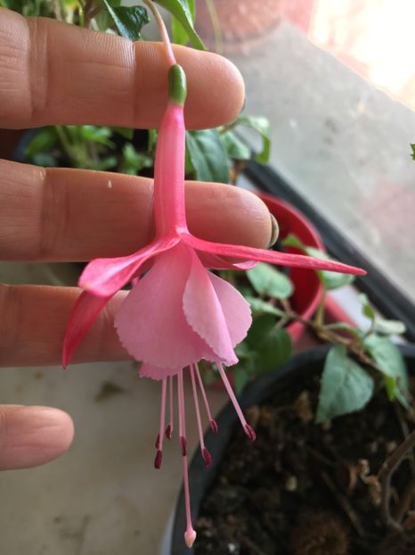 Cocktail - Fucsii 2018