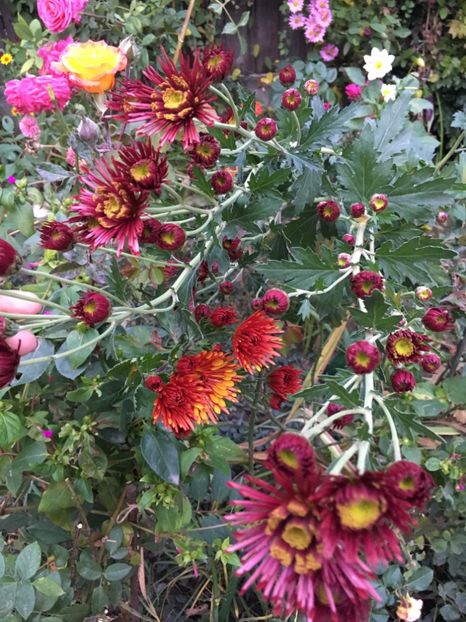 19BE880F-7913-441D-ADD7-9688445902AC - Noiembrie