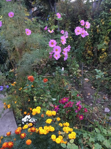 3051A853-001B-40A1-B6AF-AC5DCF206B68 - Noiembrie