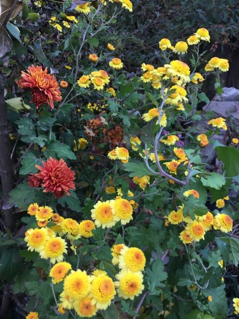 AE9E1CFD-5366-41BA-B0FA-A2EBFD846F9B - Octombrie