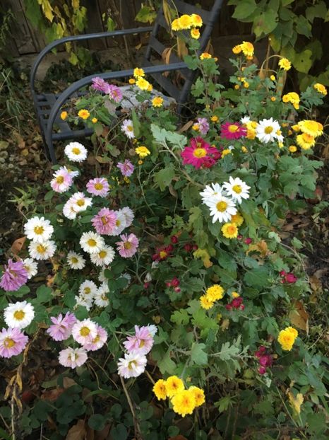 F19A4F57-4FAF-4298-B4C0-00069877342F - Octombrie