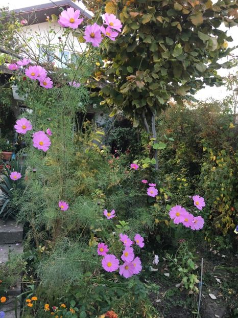 A671045B-7390-43B0-9546-DEBA38F7EEF5 - Octombrie