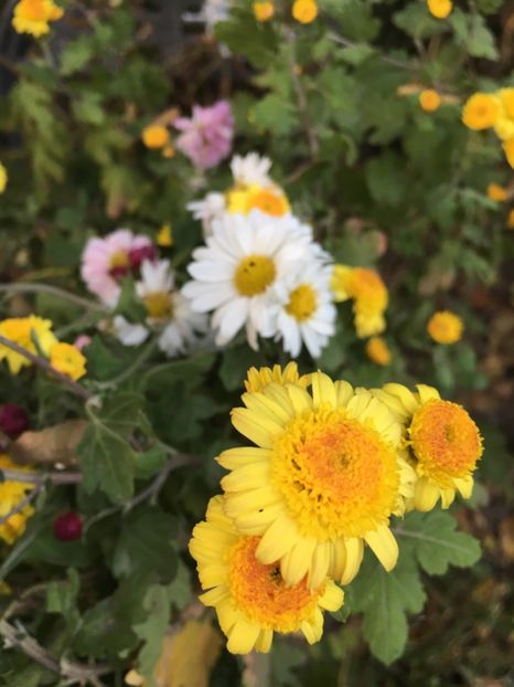 AC1B6E23-4820-45A4-B83D-0FDC5AFC2A8F - Octombrie