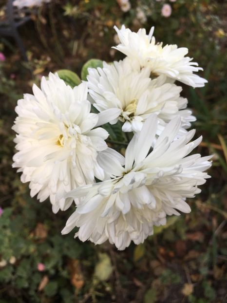 78795B43-5B14-41A6-96D9-75AFCA89A71F - Octombrie