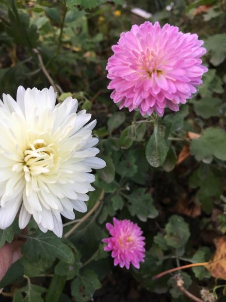 FF52C478-E089-4478-9817-0FF830578038 - Octombrie