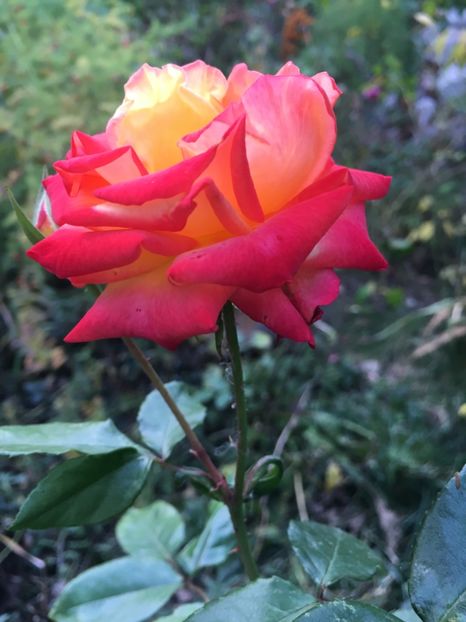 53412D18-8CE8-4C77-B5D1-90993846D501 - Octombrie