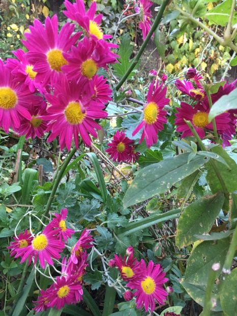 BD0B38A1-960F-4313-B282-0BD4CC03C4BF - Octombrie