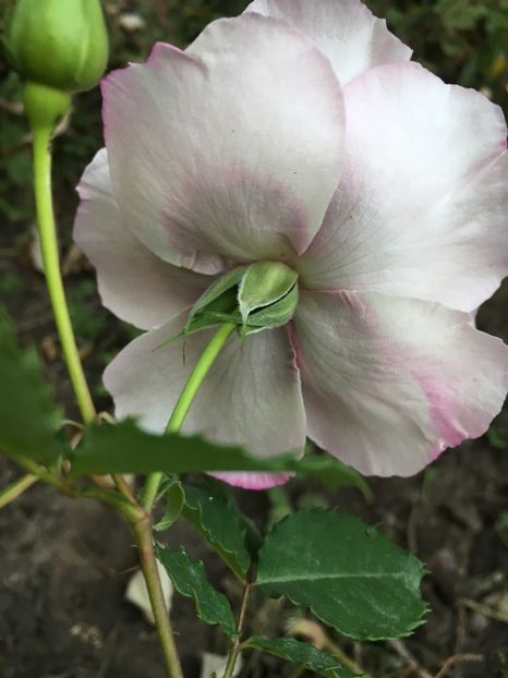 B310B4AA-0A46-4119-ACDF-3B1EC1584945 - Octombrie