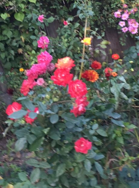 BDAA1115-11CE-4D56-AEC4-249FE91D1027 - Octombrie