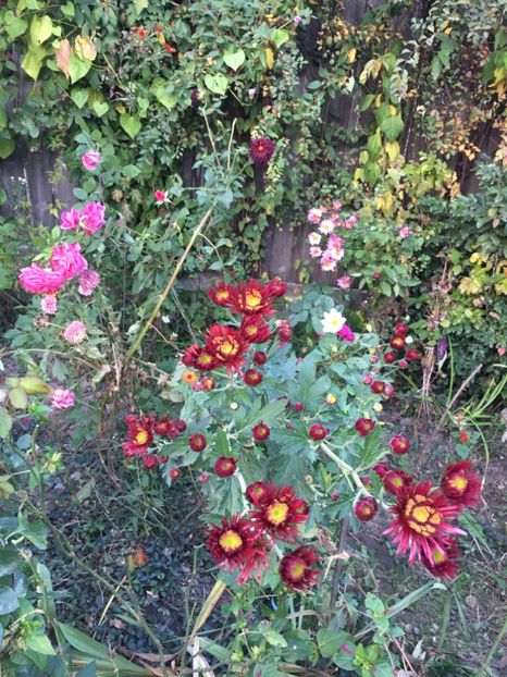 D8D9B38A-E0B7-4D87-A2FF-CDD8C96400F7 - Octombrie