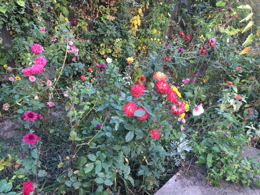 DF0E761E-FB79-422E-9622-E186F489FAFF - Octombrie