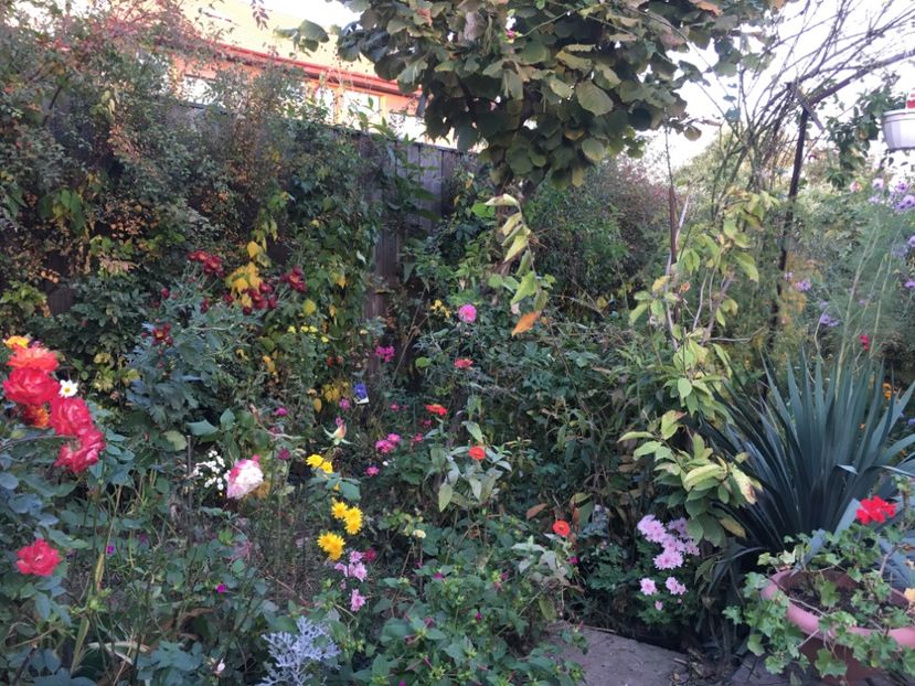 F8ABAAF0-3B17-441B-9FFD-AB8FA6D38751 - Octombrie