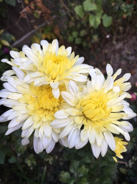 5FAE641D-C047-4437-A01F-01970C1D8A52 - Octombrie