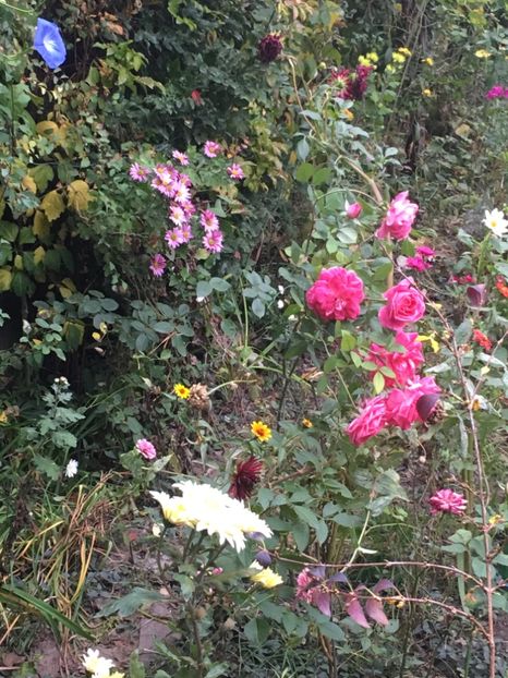 41ED3E54-98AB-4D49-8A43-65787531F948 - Octombrie