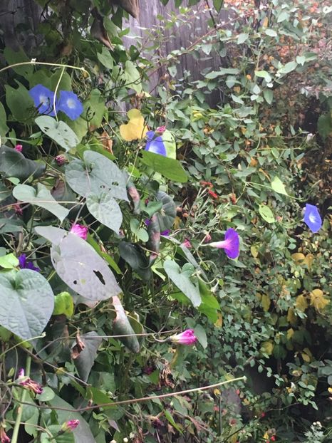 9D1BEAB8-013C-43BF-8B2D-03DF56D78BD0 - Octombrie