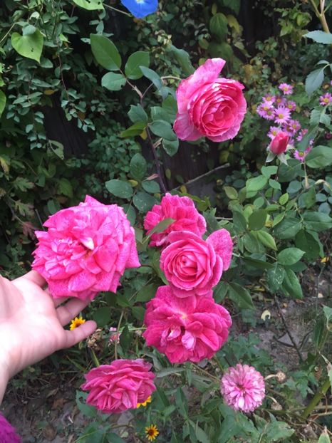 F89FACB7-9BE7-4087-9244-1D2D7AD4A96B - Octombrie