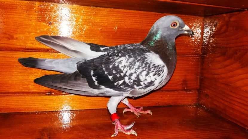 Femela 2018 - A voiajori 2018