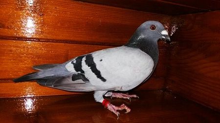 Femela 2017 - A voiajori 2018