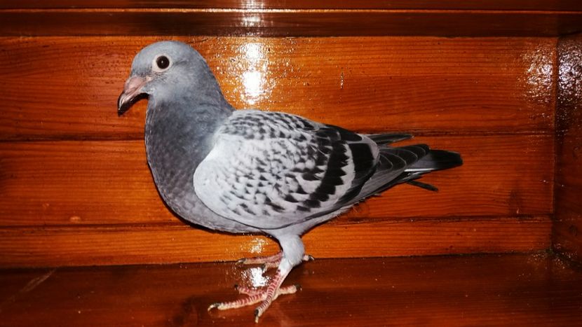 Pui 2018 - A voiajori 2018